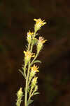 Downy ragged goldenrod